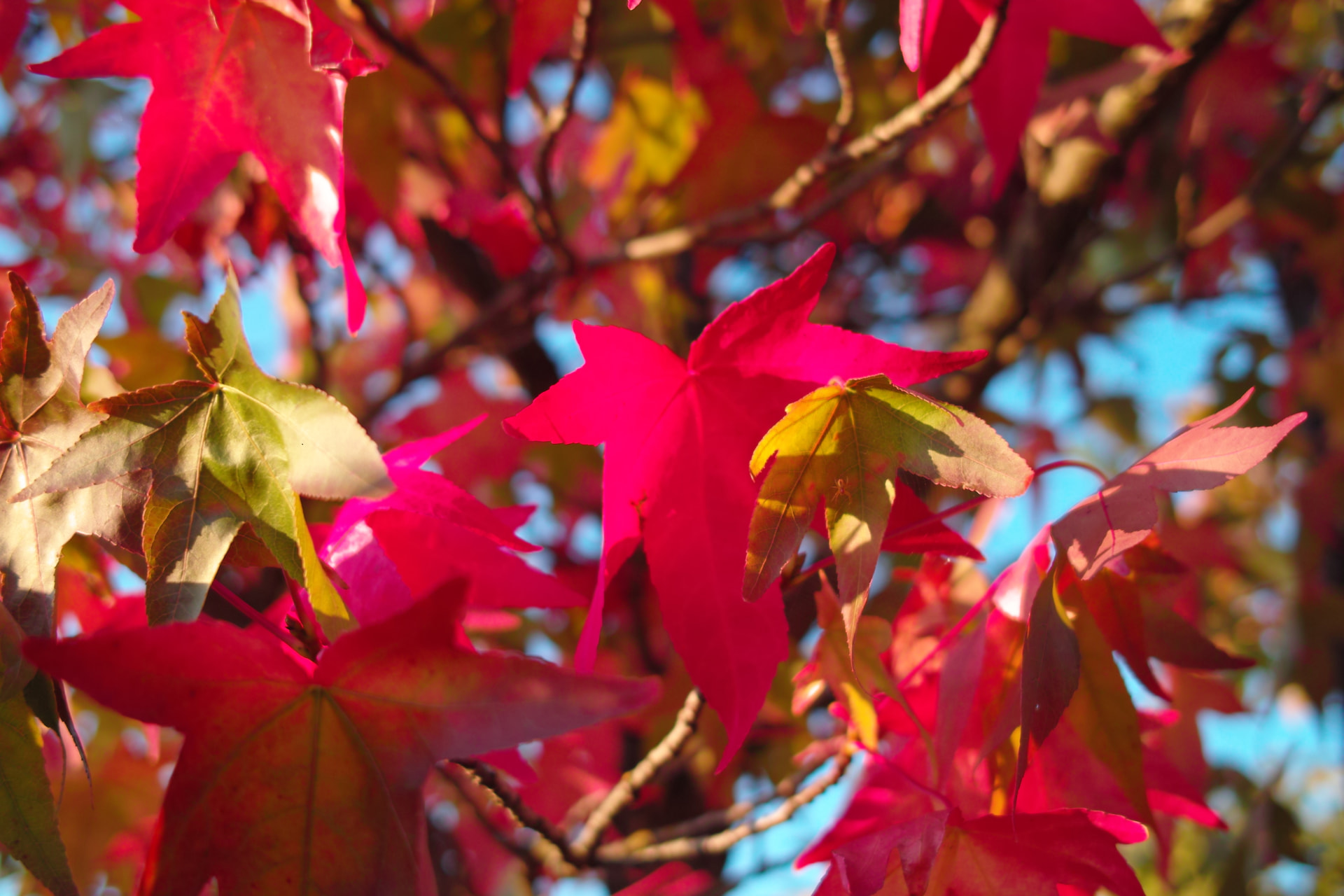 October, English beechwood
